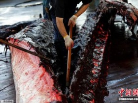 【蜗牛棋牌】日本退群操捕鲸旧业 血腥《海豚湾》会重演吗？