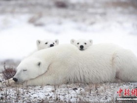 【蜗牛扑克】俄楚科奇海岸一头北极熊遭杀 身上伤口或为枪伤