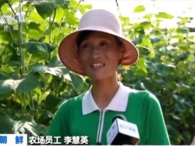 【蜗牛棋牌】朝鲜的农业改革进展如何？记者实地探访