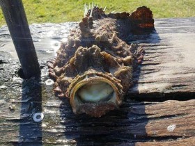 【蜗牛棋牌】澳洲海滩现50厘米长怪鱼 看起像石头剧毒无比(图)