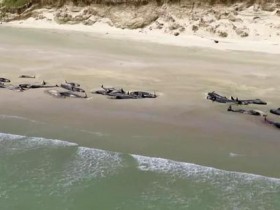 【蜗牛棋牌】145头鲸新西兰海滩搁浅  一半已死一半将被安乐死