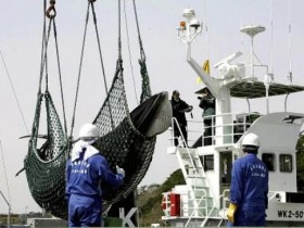 【蜗牛棋牌】日本宣布退出国际捕鲸委员会 明年重启商业捕鲸