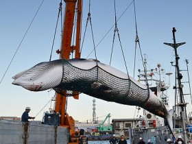 【蜗牛棋牌】为重启商业捕鲸日本将“退群” 或会连累东京奥运