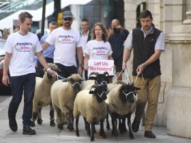【蜗牛棋牌】反对脱欧 英国一民间组织“赶羊上街”以示抗议
