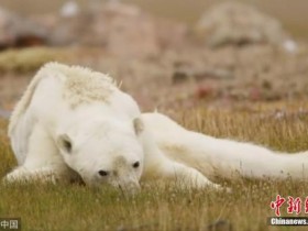 【蜗牛棋牌】北极冰融速度比预计更快 专家忧北极熊生存受威胁