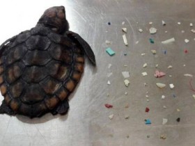 【蜗牛棋牌】海洋污染加剧 美国海龟误食100多块塑料后死亡