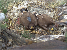 【蜗牛棋牌】俄罗斯鸟类保护研究团队濒临“破产” 原因很离奇