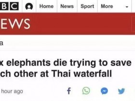 【蜗牛棋牌】小象跌落瀑布 5头大象前去救它从也跌落全部死亡