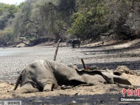 【蜗牛棋牌】津巴布韦遇严重干旱 105头大象因缺水死亡(图)