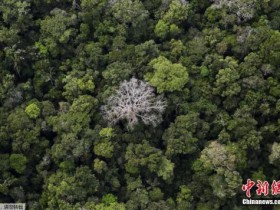 【蜗牛棋牌】巴西亚马孙雨林遭砍伐面积过去一年增长近三成
