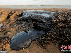 【蜗牛棋牌】巴西海岸原油污染影响大 已扩散至座头鲸保护区