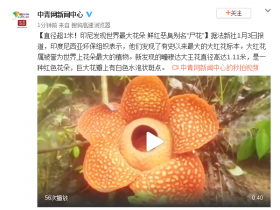 【蜗牛棋牌】印尼发现世界最大花朵:直径超1米 鲜红恶臭(图)