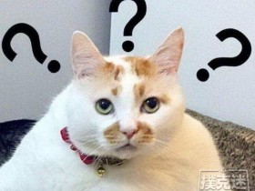 【蜗牛棋牌】不要用结果判断一手牌打的对不对