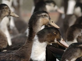 【蜗牛棋牌】法国西南部一养鸭场出现H5N8型禽流感疫情