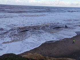 【蜗牛棋牌】十头抹香鲸被冲上英国东约克郡海滩 不幸全部死亡
