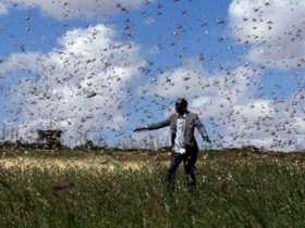 【蜗牛棋牌】肯尼亚15个郡遭遇蝗灾入侵