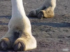 【蜗牛棋牌】整理我见过最肥美的骆驼趾