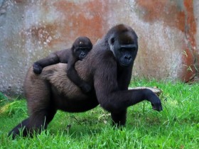 【蜗牛棋牌】美国一动物园13只大猩猩新冠阳性 可能被饲养员传染