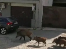 【蜗牛棋牌】市长选举在即,罗马却突遭野猪“入侵”