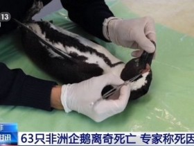 【蜗牛棋牌】南非63只濒危非洲企鹅离奇死亡 专家称死因罕见