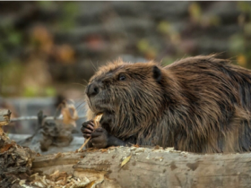 【蜗牛棋牌】蒙古国首次报告动物感染新冠病毒病例