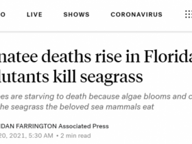 【蜗牛棋牌】美媒：污染物等致海草难以生存 佛州数百只海牛饿死