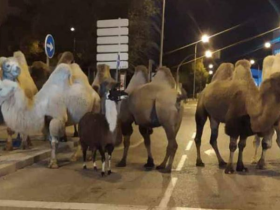 【蜗牛棋牌】西班牙马戏团骆驼集体出逃，深夜闪现马德里街头！