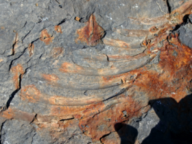 【蜗牛棋牌】俄罗斯远东岛屿发现2.4亿年前鱼龙骨头碎片