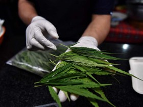 【蜗牛棋牌】泰国宣布大麻合法化，百万株大麻幼苗免费向公众分发