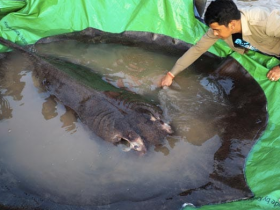 【蜗牛棋牌】柬埔寨村民在湄公河捕获全球最大淡水鱼：重300公斤