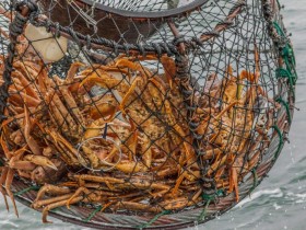 【蜗牛棋牌】阿拉斯加雪蟹骤减数十亿，过度捕捞还是气候变暖？