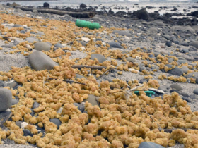 【蜗牛棋牌】日本种子岛海域漂浮大量黄色物体 专家称罕见