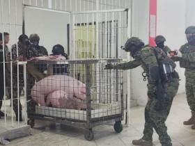 【蜗牛棋牌】厄瓜多尔军方突击检查一监狱 带走两头猪和12只斗鸡