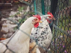【蜗牛棋牌】日本首都圈确认发生高致病性禽流感疫情