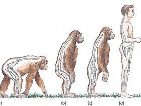 【蜗牛棋牌】人類性愛演化新觀點!原來我們不再四肢著地行動是為了展現「雄風」啊