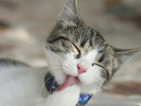 【蜗牛棋牌】什麼節日讓日本人搶著露事業線?整件衣服只開那個洞好讓人好害羞