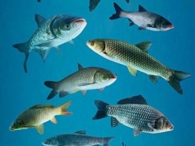 【蜗牛棋牌】特朗普,对鲤鱼宣战?