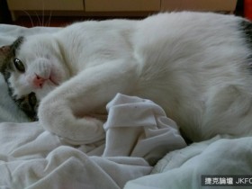 【蜗牛棋牌】你有多懂喵星人? 《人類對貓咪的6個誤解》