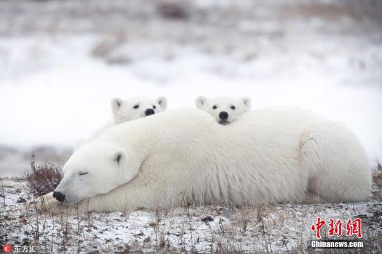 俄楚科奇海岸一头北极熊遭杀 身上伤口或为枪伤
