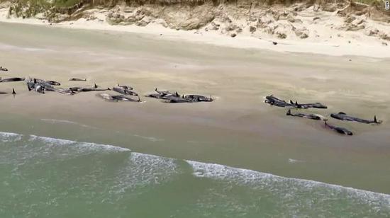 145头鲸新西兰海滩搁浅  一半已死一半将被安乐死