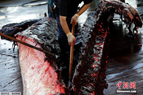 日本退群操捕鲸旧业 血腥《海豚湾》会重演吗？