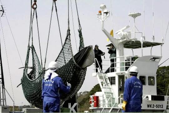 日本宣布退出国际捕鲸委员会 明年重启商业捕鲸
