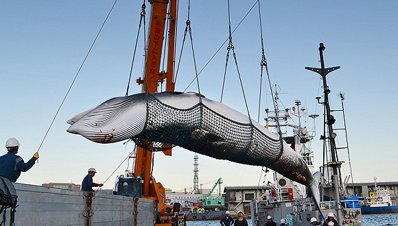 为重启商业捕鲸日本将“退群” 或会连累东京奥运