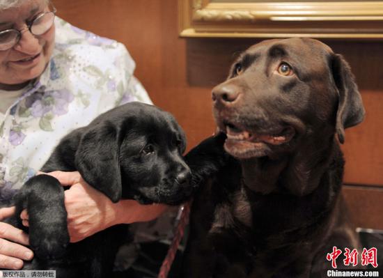 拉布拉多犬人气高 第28年蝉联美国最受欢迎犬种