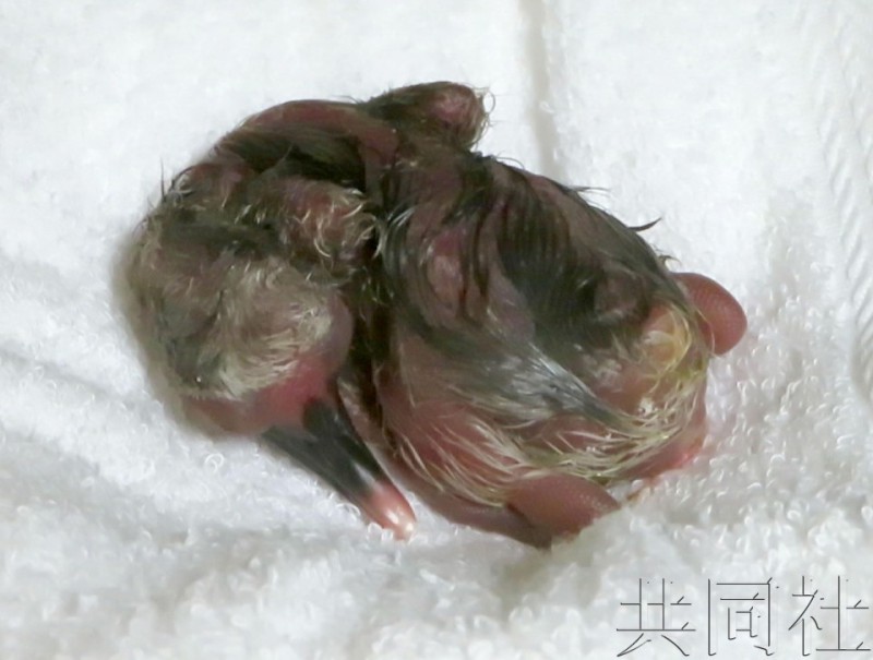 中国时隔11年提供的朱鹮在日本产卵孵化成功