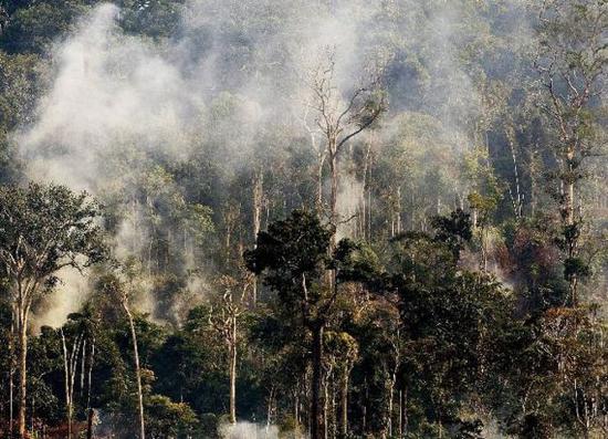 部分亚马孙森林遭大火吞噬照片“有假” 媒体辟谣