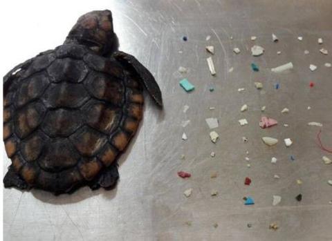 【蜗牛棋牌】海洋污染加剧 美国海龟误食100多块塑料后死亡