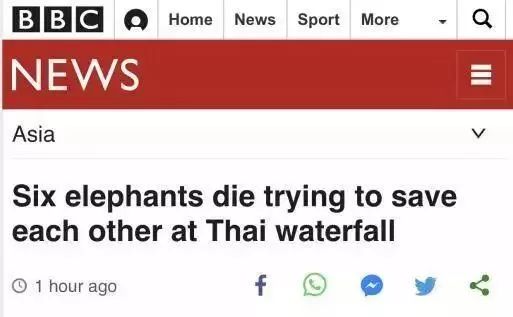 小象跌落瀑布 5头大象前去救它从也跌落全部死亡