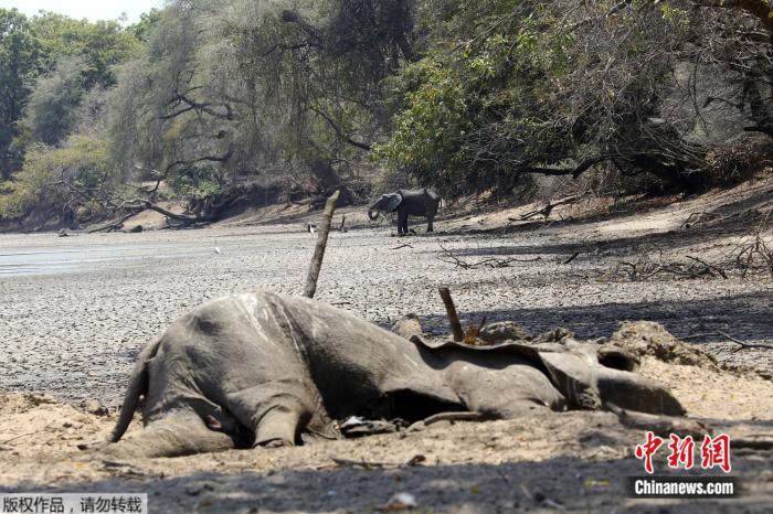 津巴布韦遇严重干旱 105头大象因缺水死亡(图)