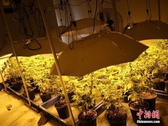 美国伊利诺伊州娱乐用大麻合法化 系全美第11州